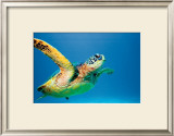 Buy Green Sea Turtle at AllPosters.com