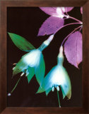 Photogram