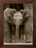 Buy Baby Elephant at AllPosters.com