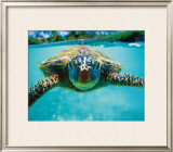 Buy Honu, Turtle at AllPosters.com