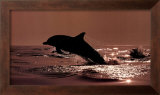 Delphinus Delphis Framed Art Print