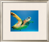 Buy Green Sea Turtle at AllPosters.com