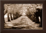 Buy Near Midsummer Common, Cambridge at AllPosters.com