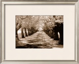 Buy Near Midsummer Common, Cambridge at AllPosters.com