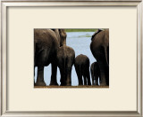 Buy Elephants at AllPosters.com