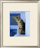 Buy Greek Cat at AllPosters.com