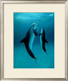 Danse Des Dauphins Framed Art Print