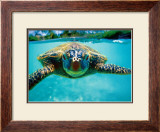 Honu, Turtle