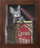 Buy Kitten in Box at AllPosters.com