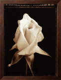 Buy Rose Blossom at AllPosters.com