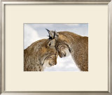 Two Lynx