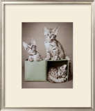 Bengal Kittens