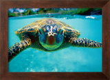 Honu, Turtle