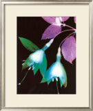 Photogram