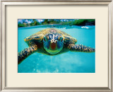 Honu, Turtle
