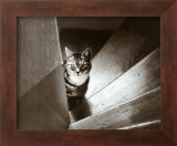 Buy Cat in the Stairs at AllPosters.com