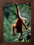 Natural Gymnast