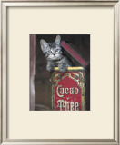 Buy Kitten in Box at AllPosters.com