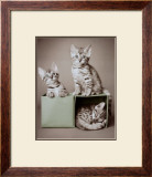 Bengal Kittens