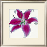 Buy Lily at AllPosters.com
