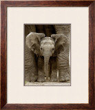 Baby Elephant