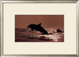 Buy Delphinus Delphis at AllPosters.com
