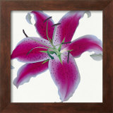 Buy Lily at AllPosters.com