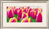 Buy Tulips at AllPosters.com