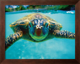 Buy Honu, Turtle at AllPosters.com