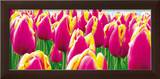 Buy Tulips at AllPosters.com