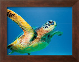 Buy Green Sea Turtle at AllPosters.com