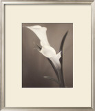 Callas