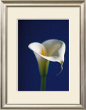 Buy Arum Lily, White on Blue Background at AllPosters.com