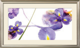 Buy Lucid Iris II at AllPosters.com