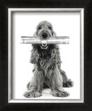 Buy Dog News at AllPosters.com