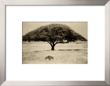 The Sheltering Tree, Serengeti