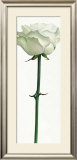 Buy Little White Rose at AllPosters.com