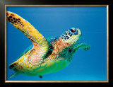 Buy Green Sea Turtle at AllPosters.com