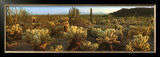 Buy Sonora at AllPosters.com