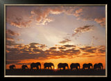 Troupe d'Elephats