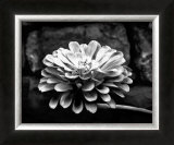 Zinnia