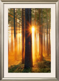 Buy Forest Sunbeams at AllPosters.com