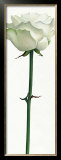 Buy Little White Rose at AllPosters.com
