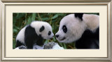 Panda Bear with Cub