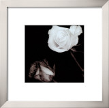 Buy Two Roses at AllPosters.com