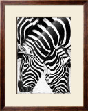 Two Zebras