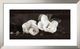 Buy Soft Magnolias I at AllPosters.com