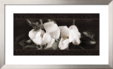 Buy Soft Magnolias II at AllPosters.com