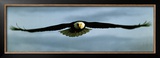 Buy Eagle at AllPosters.com
