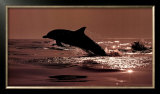 Delphinus Delphis Framed Art Print